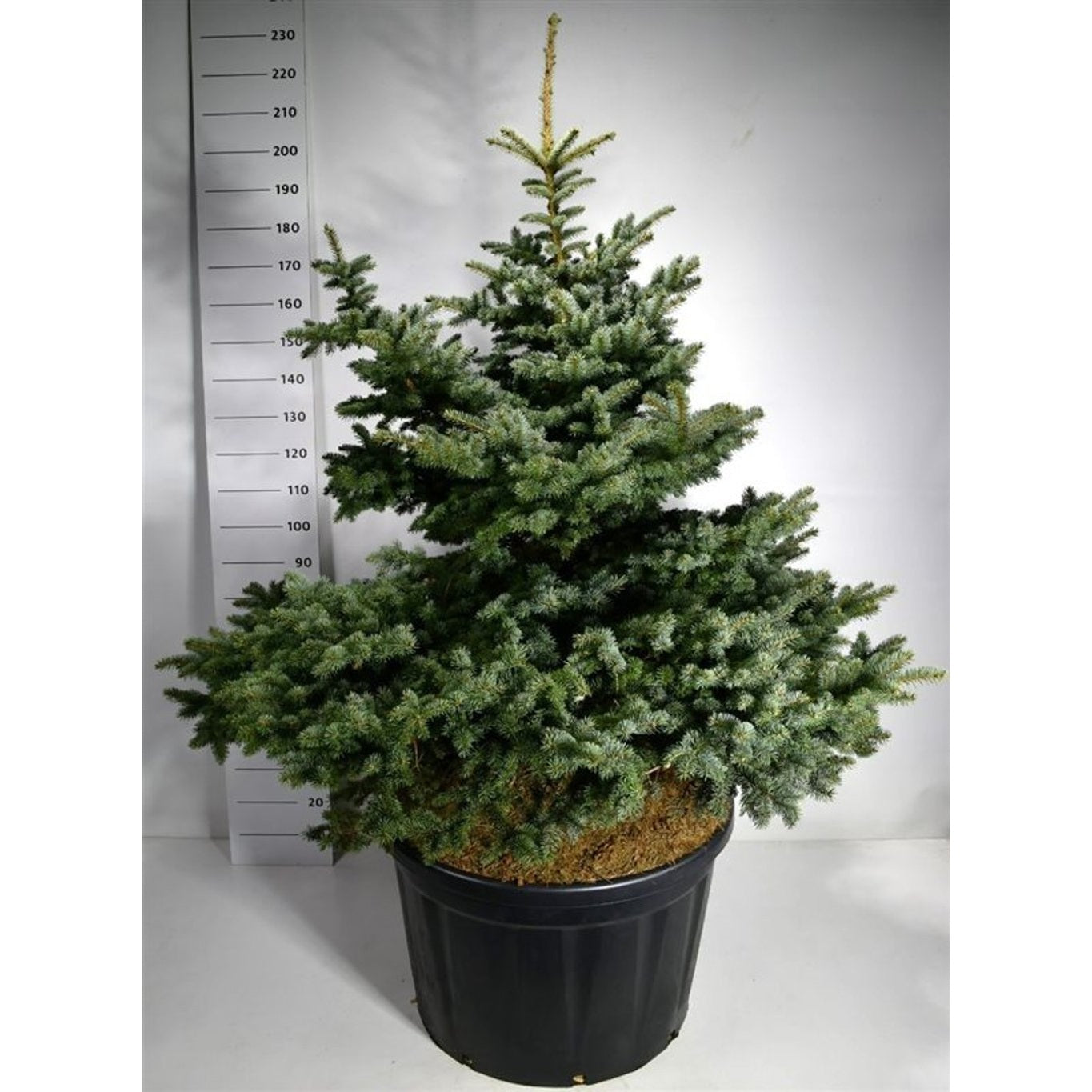 Blågran – Picea pungens 'Montgomery' - 150-175 CM in Cont.
